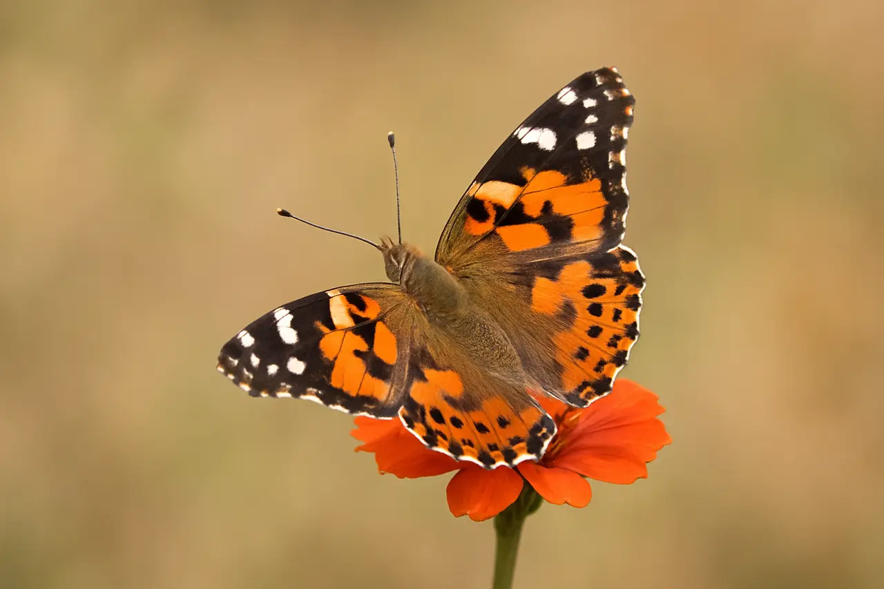 How Much Does a Butterfly Weigh?