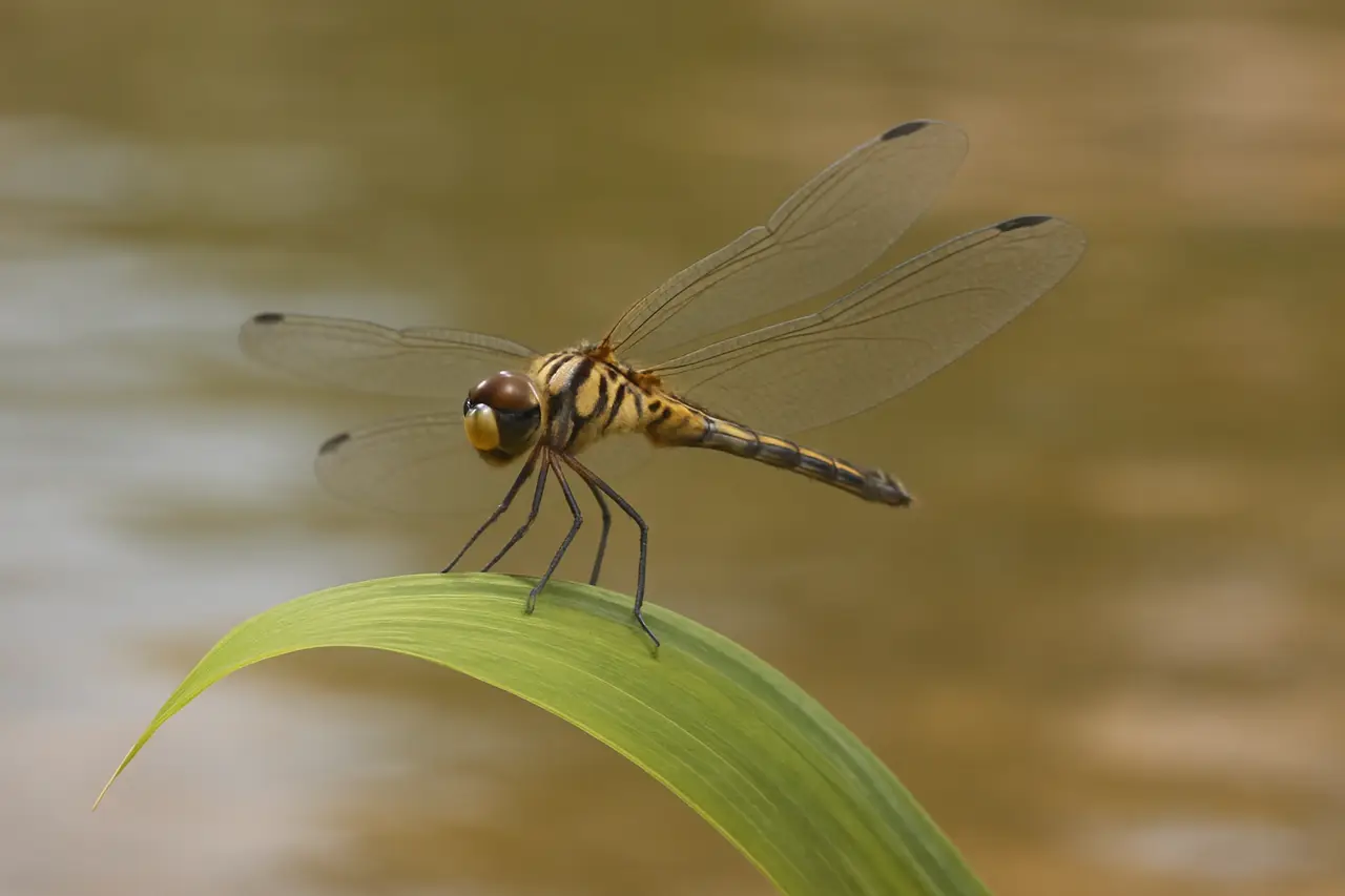 How Much Does a Dragonfly Weigh?