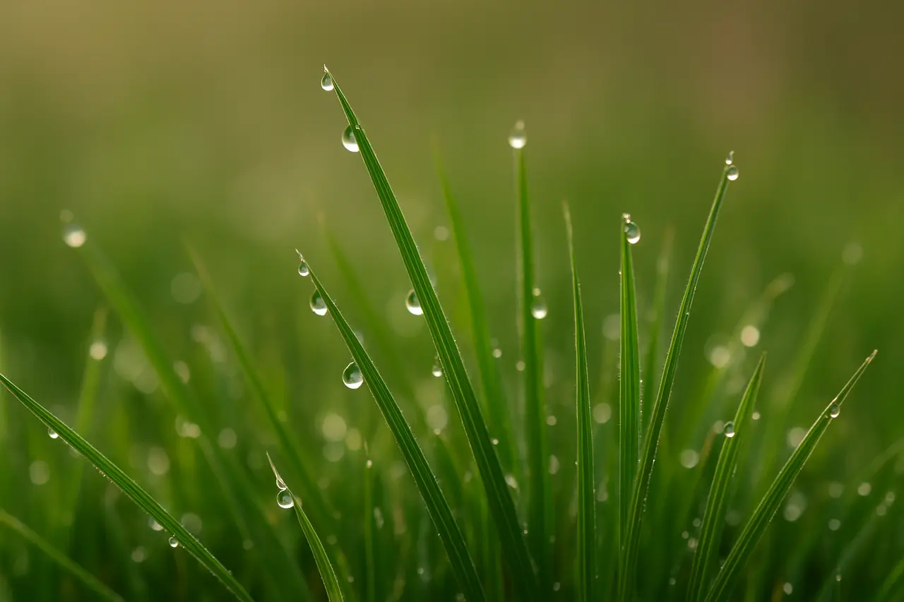 How Much Does Grass Weigh?